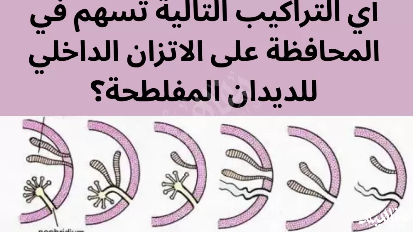 أي التراكيب التالية تسهم في المحافظة على الاتزان الداخلي للديدان