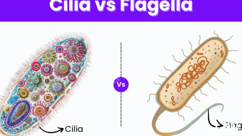 أي صفة من الصفات التالية تنطبق على الأهداب cilia فقط دون الأسواط flagella ؟