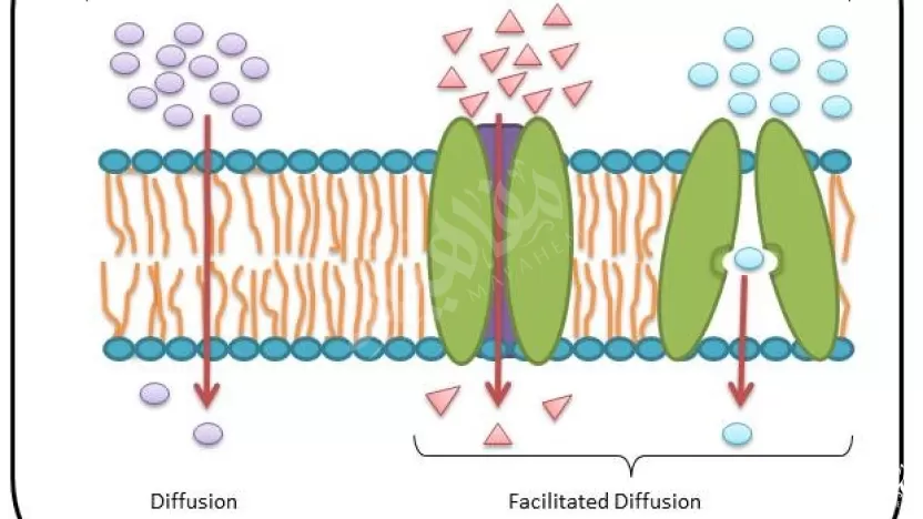 من أنواع النقل السلبي؟