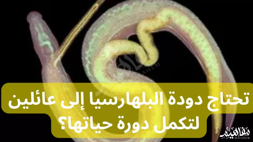 تحتاج دودة البلهارسيا إلى عائلين لتكمل دورة حياتها