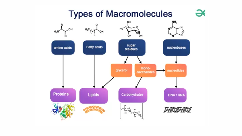 تُقسم الجزيئات الحيوية الكبيرة macromolecules إلى أربع مجموعات رئيسة، هي