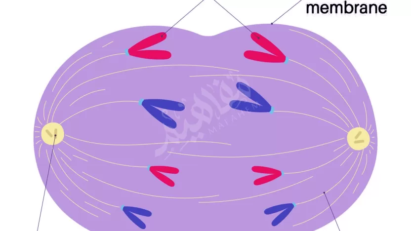 تنفصل الكروموسومات بعضها عن بعض خلال الانقسام المتساوي في الطور