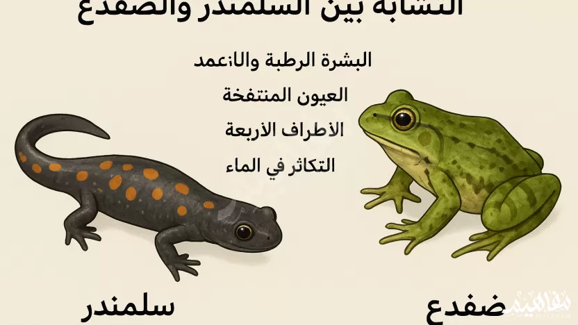 يتشابه السلمندر مع الضفدع بأن كلا منهما