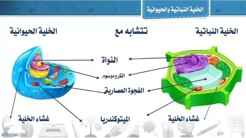 ما الذي يحد من حجم الخلية؟ ما الذي يحد من حجم الخلية؟