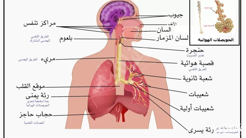 الوظائف الرئيسة للجهاز التنفسي : الوظائف الرئيسة للجهاز التنفسي :