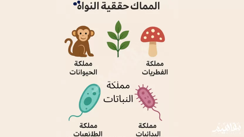أي مملكة من ممالك حقيقية النواة ذاتيه التغذية لها جدار من السليلوز