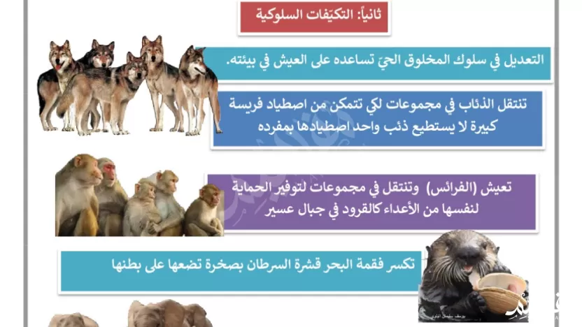 السكون والاختباء من التكيفات السلوكية على اليابسة في فصل الصيف، وذلك لحماية نفسها من؟ السكون والاختباء من التكيفات السلوكية على اليابسة في فصل الصيف، وذلك لحماية نفسها من؟