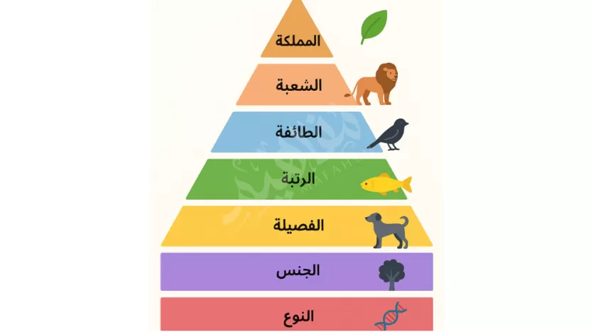 أي المستويات التصنيفية التالية هي الاكبر أي المستويات التصنيفية التالية هي الاكبر