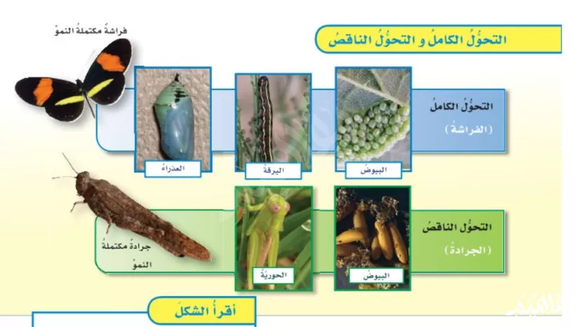 ما نوع التحول في الصورة التالية؟ دورة حياة الفراشة ما نوع التحول في الصورة التالية؟ دورة حياة الفراشة