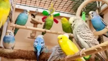 أنواع الطيور المنزلية الأليفة و كيفية العناية بها