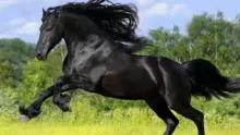 أبرز أنواع الخيل في العالم