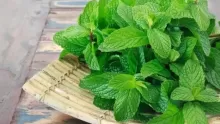 استخدامات النعناع العلاجية