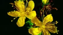 فوائد نبتة سانت جون وآثارها الجانبية