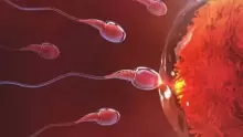 علامات نجاح تلقيح البويضة لحدوث الحمل للمرأة