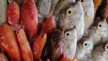 أهم أنواع سمك البحر الأحمر