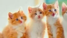 ما هي مراحل نمو القطط