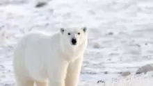 معلومات عن الدب الأبيض