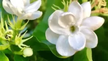أبرز معلومات عن زهرة الياسمين وفوائدها