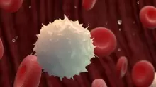 تعرف على أنواع كريات الدم البيضاء ووظائفها