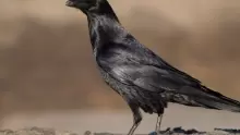 معلومات عن طائر الغراب