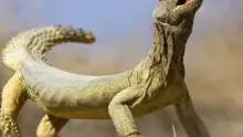 معلومات عن الضب