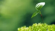 أبرز طرق التكاثر عند النبات
