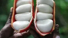 أبرز فوائد نبات الكولا على الجسم وبعض أضرارها