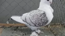 إليكم كيفية تربية الحمام