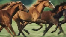 أنواع الخيول في العالم