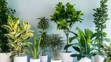 بحث حول النباتات