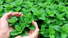 ما هي طريقة زراعة النعناع في المنزل وأهم الفوائد؟