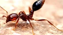 ماذا يعني وجود النمل في البيت؟ وكيف يمكن التخلص منه؟