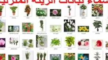 ما هي أهم أنواع النباتات المنزلية؟ وكيفية العناية بها؟