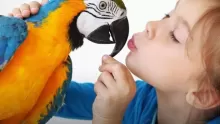 معلومات عن الببغاء المتكلم وأهم أنواعه وطرق العناية به