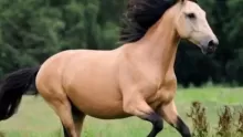 طريقة تربية الخيول والاعتناء بها