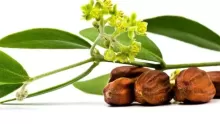 شجرة الهوهوبا.. كيفية زراعتها، وفوائد الزيت المستخلص منا