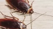تفسير رؤية الصراصير في المنام