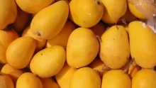 ما هي أشهر أنواع المانجو؟ وما قيمتها الغذائية؟