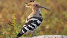حياة طائر الهدهد وخصائصه وأماكن تواجده في العالم