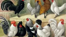أبرز أنواع الدجاج بالصور والأسماء: حقائق ومعلومات