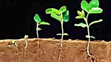 أهم أنواع النباتات وأبرز أسمائها وطرق العناية بها