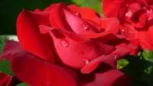 ما هي أجمل وردة بالعالم؟