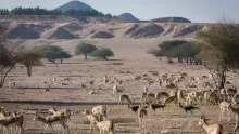 أشهر المحميات الطبيعية في الامارات