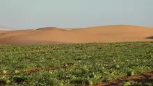 خصائص البيئة الصحراوية وأهم حيواناتها ونباتاتها