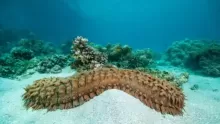 كل المعلومات عن خيار البحر وأنواعه وفوائده وطرق طهيه