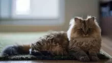 جميع أنواع القطط المنزلية، وأهم سماتها