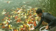 تربية السمك في المنزل وطريقة الاعتناء به