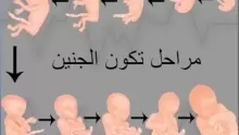مراحل الحمل بالتفصيل  شهر بشهر إلى نهاية الحمل