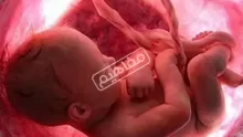 تطور الجنين في الشهر السادس