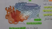 ما هي الشبكة الاندوبلازمية؟ وما أهم خصائصها؟